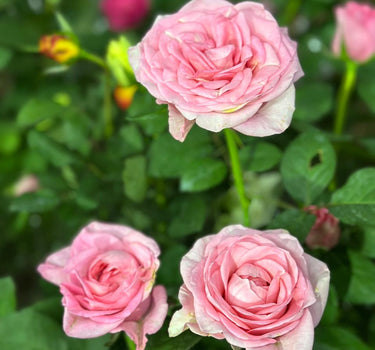 Roses Plant Per Pot Plants UAE. Pink roses with green leaves in a garden setting