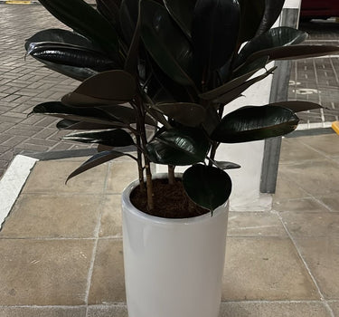 Rubber Plant in UAE. Potted plant in a white pot on a tiled floor