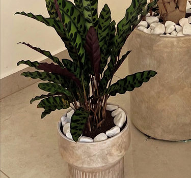 Rustic Prayer Plant UAE. Potted plant with decorative pebbles in a neutral setting