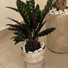 Rustic Prayer Plant UAE. Potted plant with decorative pebbles in a neutral setting