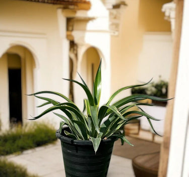 Agave Attenuata Variegata