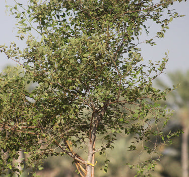 Ziziphus Spina-Christi – Sidr Tree