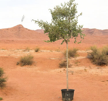 Ziziphus Spina-Christi – Sidr Tree