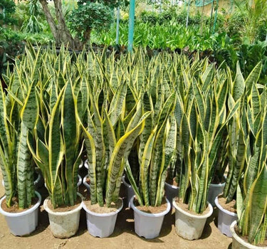 Snake Plant (60–80 cm) Office Indoor Plants, UAE. Row of potted snake plants in a greenhouse setting