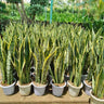 Snake Plant (60–80 cm) Office Indoor Plants, UAE. Row of potted snake plants in a greenhouse setting