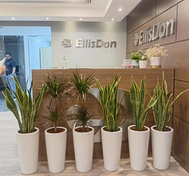Snakeplant 6pc Bundle Office Plants UAE. Decorative plants in white pots in front of an EllisDon office entrance.