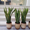 Snakeplant in Ceramic Classy Pot Indoor Plants UAE. Three potted snake plants in front of a glass door with a neutral background