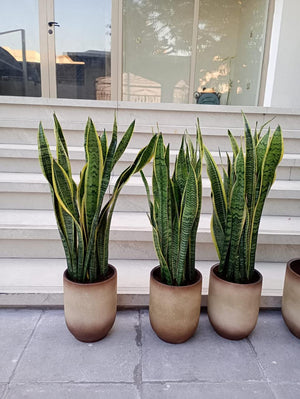 snake plant uae Snakeplant in Ceramic Classy Pot Indoor Plants UAE – Desert Blooms