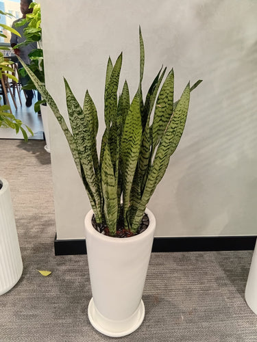 Snakeplant in Long Small Ceramic Indoor Plants UAE. Potted snake plant in a white pot on a gray floor with a white wall in the background.
