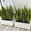 Snakeplant in Rectangle Indoor Plants UAE. Two snake plants in white pots on a wooden floor.