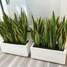 Snakeplant in Rectangle Indoor Plants UAE. Two snake plants in white pots on a wooden floor.