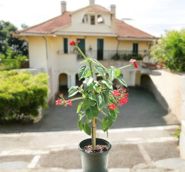 Jatropha Integerrima – Peregrina / Spicy Jatropha | Vibrant Red-Blooming Ornamental Shrub 1
