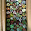 Succulent Plants Dubai. Box filled with a variety of small succulents in different colors.