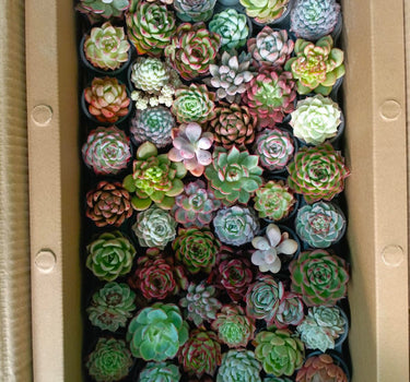 Succulent Plants Dubai. Box filled with a variety of small succulents in different colors.