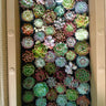 Succulent Plants Dubai. Box filled with a variety of small succulents in different colors.