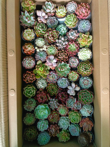 succulent plants dubai Succulent Indoor Plant (1 Piece) UAE – Desert Blooms