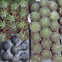 Succulent Premium Indoor Cheap Plants UAE. Collection of potted succulents in trays on a grassy surface.