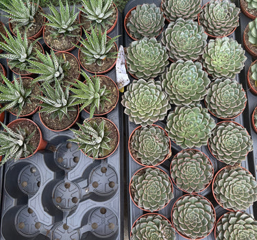 Succulent Premium Indoor Cheap Plants UAE. Collection of potted succulents in trays on a grassy surface.