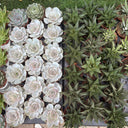 Succulent Premium Indoor Cheap Plants UAE. Collection of succulents in pots on a grassy surface