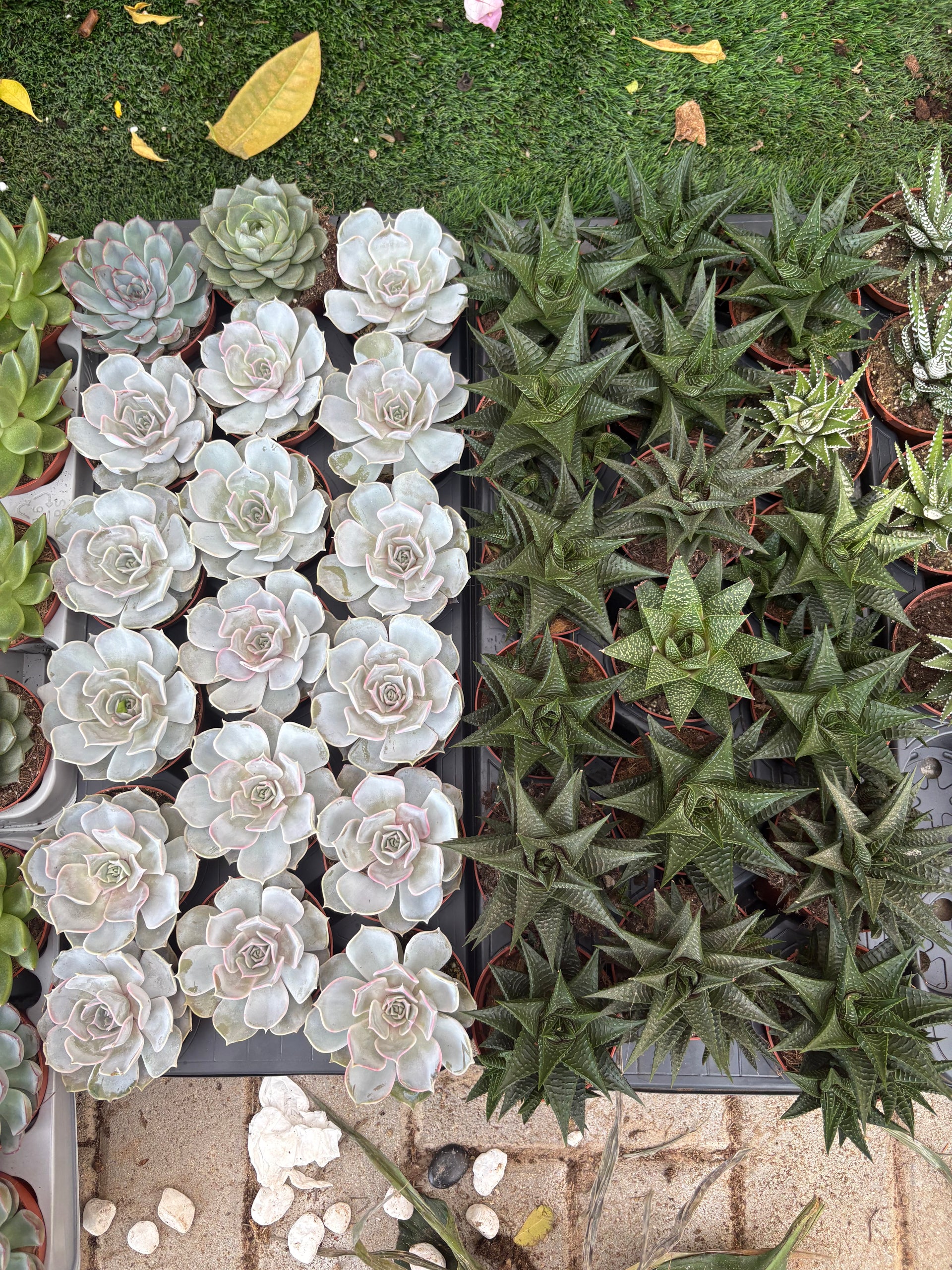 cheap plants indoor Succulent Premium Indoor Cheap Plants UAE – Desert Blooms