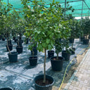 Orange Tree – Citrus Sinensis 1