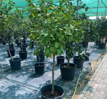 Orange Tree – Citrus Sinensis 1
