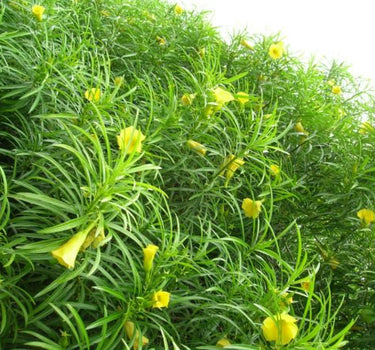 Thevetia Peruviana – Yellow Oleander | Lucky Nut Plant for Bold Landscapes