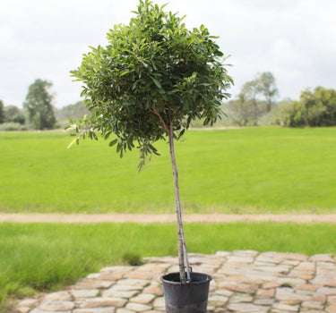 Tabebuia Rosea – Rosy Trumpet Tree