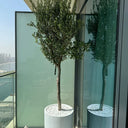 Tall Olive Tree Fiber Pot Plants UAE. Two potted plants on a balcony with a cityscape view.