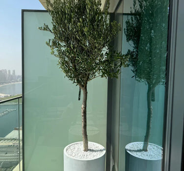 Tall Olive Tree Fiber Pot Plants UAE. Two potted plants on a balcony with a cityscape view.