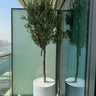 Tall Olive Tree Fiber Pot Plants UAE. Two potted plants on a balcony with a cityscape view.