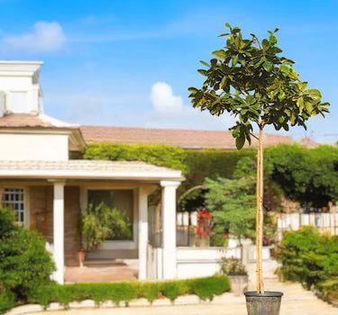 Terminalia Catappa – Indian Almond Tree