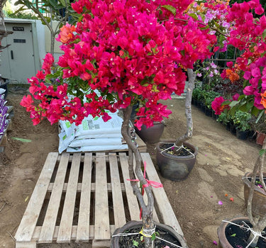 Thailand Bougainvillea Bonsai Plants UAE. Potted bougainvillea plant with bright pink flowers on a wooden pallet in a garden setting.
