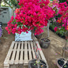 Thailand Bougainvillea Bonsai Plants UAE. Potted bougainvillea plant with bright pink flowers on a wooden pallet in a garden setting.