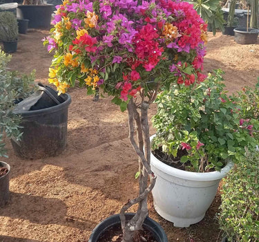 Thailand Bougainvillea Outdoor Plants Dubai. Potted plant with colorful flowers in a garden setting