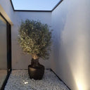 Thick Trunk Olive Tree - Fiber Pot Plants UAE. Potted plant in a room with a skylight