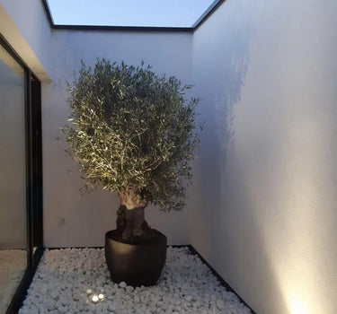 Thick Trunk Olive Tree - Fiber Pot Plants UAE. Potted plant in a room with a skylight
