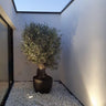 Thick Trunk Olive Tree - Fiber Pot Plants UAE. Potted plant in a room with a skylight