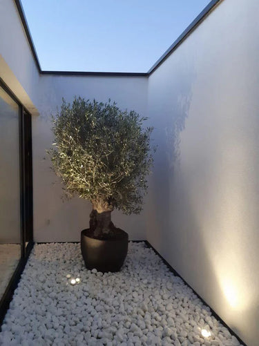 Thick Trunk Olive Tree - Fiber Pot Plants UAE. Potted plant in a room with a skylight