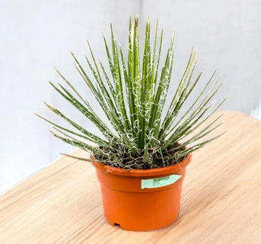 Agave Filifera Green-Thread Agave - 40 - 50cm