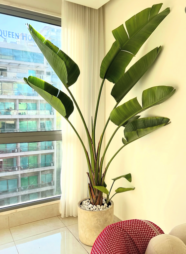 Traveller Palm in Rustic Indoor Balcony Plants UAE. Large potted plant in a room with a window and a red chair.