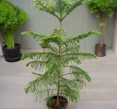 Araucaria Heterophylla – Norfolk Island Pine