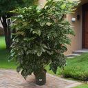 Radermachera Sinica – China Doll Tree 1