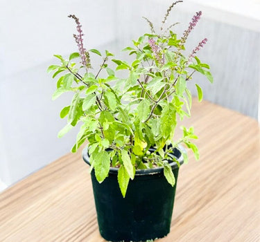 Ocimum Tenuiflorum – Holy Basil-Tulsi Plant 1