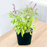 Ocimum Tenuiflorum – Holy Basil-Tulsi Plant 1