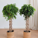 Twisted Benjamina Plants UAE. Two potted plants with braided trunks on a wooden floor.