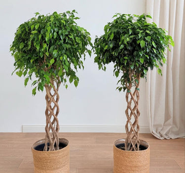 Twisted Benjamina Plants UAE. Two potted plants with braided trunks on a wooden floor.