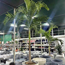 Veitchia Manila Palm (2m–2.5m) Big Large Plants UAE. Potted palm tree in a store setting with shelves in the background