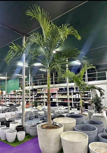 Veitchia Manila Palm (2m–2.5m) Big Large Plants UAE. Potted palm tree in a store setting with shelves in the background