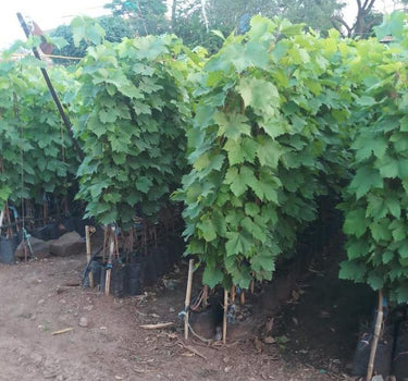 Vitis vinifera Or Grapes Vine - Mediterranean Vineyard